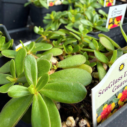 Portulaca oleracea, 'Seaglass Double Guava', Moss Rose, Purslane, Succulent, Double Blooms on Low-Growing Foliage, Container Size: 3" (2.6x3.5)