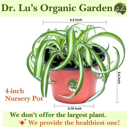 Dr. Lu’s Organic Bonnie Curly Spider Plant | Air Purifying House Plants | Rooted Spider Plant | Easy Grow Indoor Plants | Live Plants in 4'' Nursery Pot