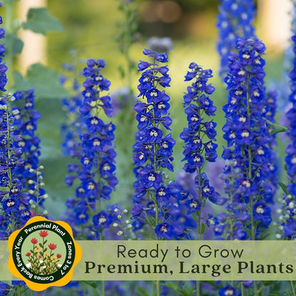 Clovers Garden Delphinium Black Knight (Larkspur) Live Plants - Two (2) Non-GMO Plants - Each 4" to 8" Tall in 4" Pots - Large Flower Spikes