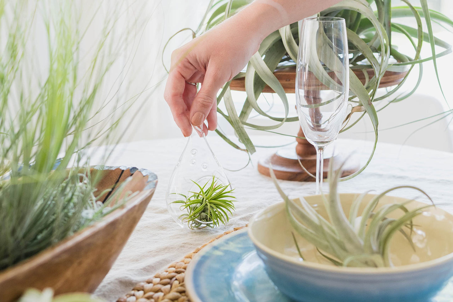 Air Plants Bulbosa Guatemala - Live Succulent House Plants - Available in Wholesale and Bulk - Home and Garden Decor - Easy Care Indoor/Outdoor Air Plant (Pack of 3)