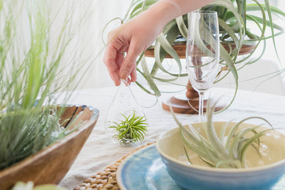 5 Pack Assorted Large Ionantha Rubra Air Plants - Live Succulent House Plants - Available in Wholesale and Bulk - Home and Garden Decor - Easy Care Indoor/Outdoor Air Plant