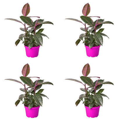 4 Pack Ficus Elastica 'Tineke' in 4in Pot - Live Plants Tropical Houseplants | Variegated | USA Growers | The Snobby Leaf
