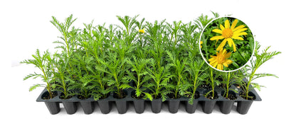Daisy Golden Shrub Plants | 3 Live Seedlings | Euryops pectinatus | Flowering Accent | Sun Loving Garden Variety