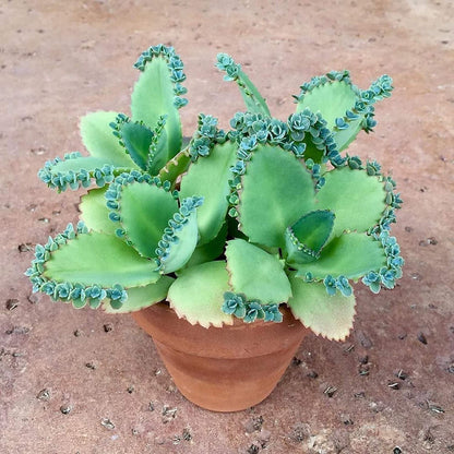 3-4 Inch Tall Mother of Thousands Plant with Plantlets on The Leaves - Tall Kalanchoe daigremontiana - Mexican Hat Plant Succulent (2 Plants)
