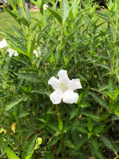 White Wild Petunia Ruellia Live Plants | Pack of 2 (Two) | 5-9" Tall | Mexican Petunia | Heat Tolerant Moon Garden Perennial | Adaptable to Wet or Dry Soil (Zone 8-11)