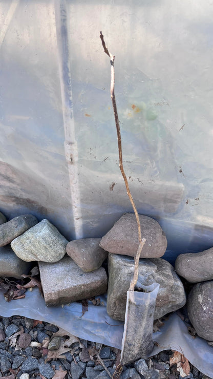 Catalpa speciosa, 2 Year Old 1-2 ft Tall,Northern Catalpa, Cigar Tree, Indian Bean, Sent with Roots Wrapped, no Leaves.