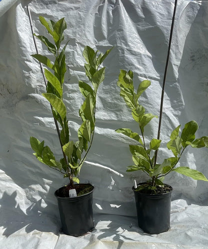 Live Plant - Chinese SaucerMagnolia Hybrid Tree-18-28 Inches Tall
