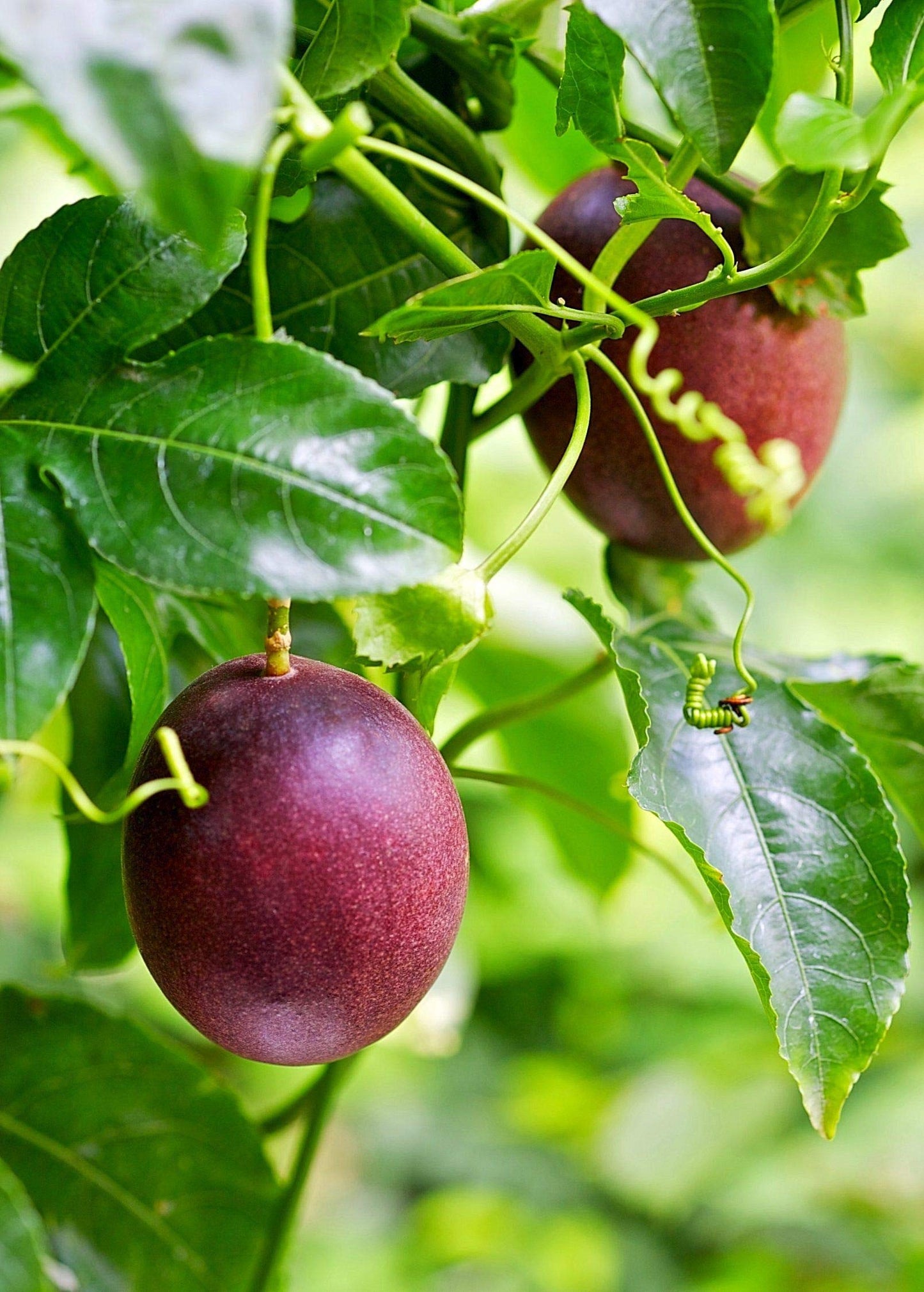 Passion Fruit Plant - Live Plant in a 4 Inch Growers Pot - Edible Fruit Bearing Vine for The Patio and Garden