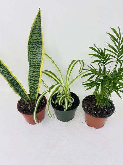 Jmbamboo - House Plant Collection - Parlor Palm, Spider Plant, Snake Plant