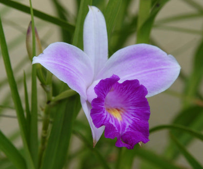 Hawaiian Bamboo Orchid Plant Root - Live Tropical Orchid, Easy Care Indoor Outdoor Flowering Plant with Fragrant Purple Blooms, Hawaii Grown Orchid