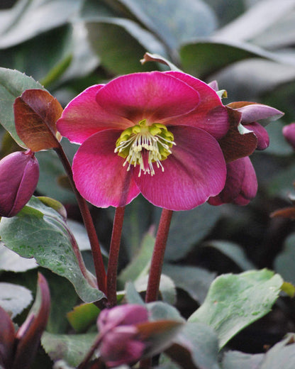 Perennial Farm Marketplace Helleborus x Frostkiss® ‘Anna’s Red’ (Lenten Rose) Perennial, Size-#1 Container, Red Blooms Late Winter to Spring, Deer Resistant