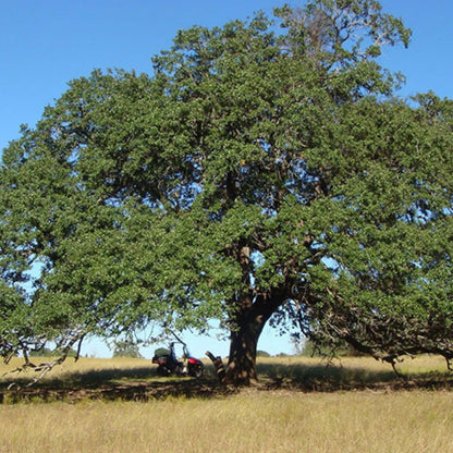 Southern Live Oak, Shade Tree, 7 gal. Nursery Pot (Due to Agricultural Laws, we Cannot Ship to CA, AZ, AK, or HI)