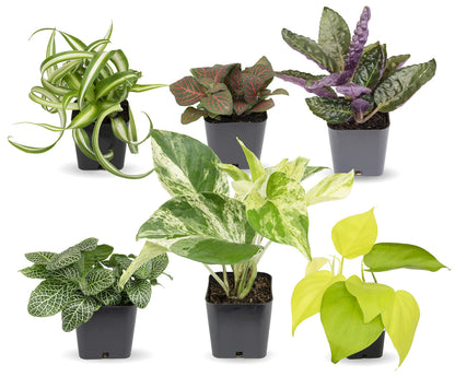 Easy to Grow Houseplants (48 Pack) Live House Plants in Plant Containers, Growers & Easy to Grow Houseplants (Pack of 6), Live House Plants in Containers, Growers Choice Plant Set in Planters