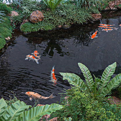 Adroiteet 16 x 16 FT Pond Liner, 20 Mil Fish Pond HDPE Liner, Pond Liners for Outdoor Ponds, Koi Ponds, Garden Fountain, Waterfall