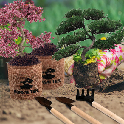Sproutix Bonsai Garden Starter Kit, 4 Seeds Growing into Sakura, Ginkgo, Black Pine, Red Flame, Including Complete Gardening Tools & A Planter Box with Cover for Men Women Beginners
