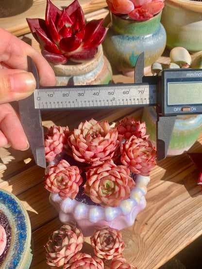 Echeveria Ben Badis Rare Live Succulent Plants, Red 4-5 Heads 3" Live Plant, Package Without Pot & Soil, Garden Indoor Office Desk, Wedding Party Baby Shower Decoration, Friend Plant Lovers Gifts