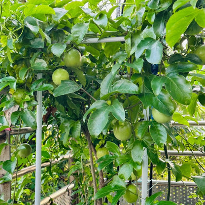 NYGardenia Passion Fruit Seeds – 50 Seeds for Planting – Purple Tropical Climbing Vine Fruit Plant