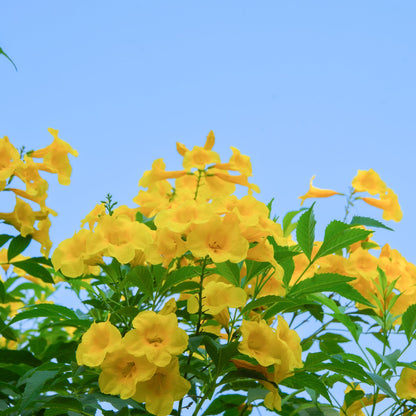 Perfect Plants Yellow Carolina Jessamine 1 Gallon | Live Shrub for Gardens | Fragrant Spring Blooms