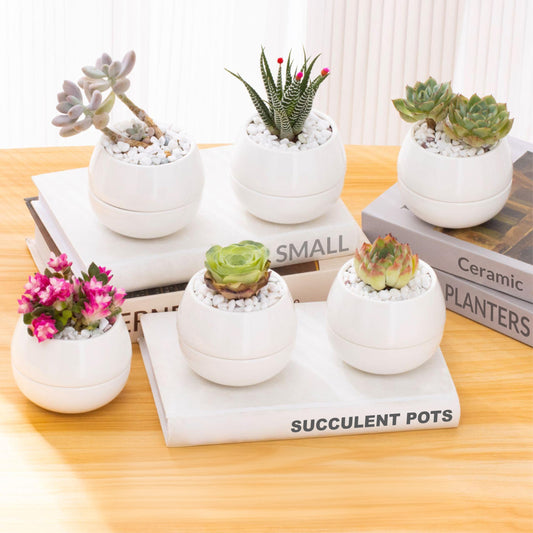 3.5 Inch Cute Porcelain Mini Plant Pots with Drainage Hole and Plug (6pk) - Includes a Bag of Decorative Pebbles, Cleaning Brush, and Tweezers - Cactus Pots, Suculentas Pot - No Plants Included