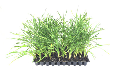 Society Garlic | 60 Live Plants | Tulbaghia Violacea | Drought Tolerant, Fragrant Blooms, Ornamental Perennial, Low Maintenance, Easy to Grow, Edible Flowers, Attracts Pollinators