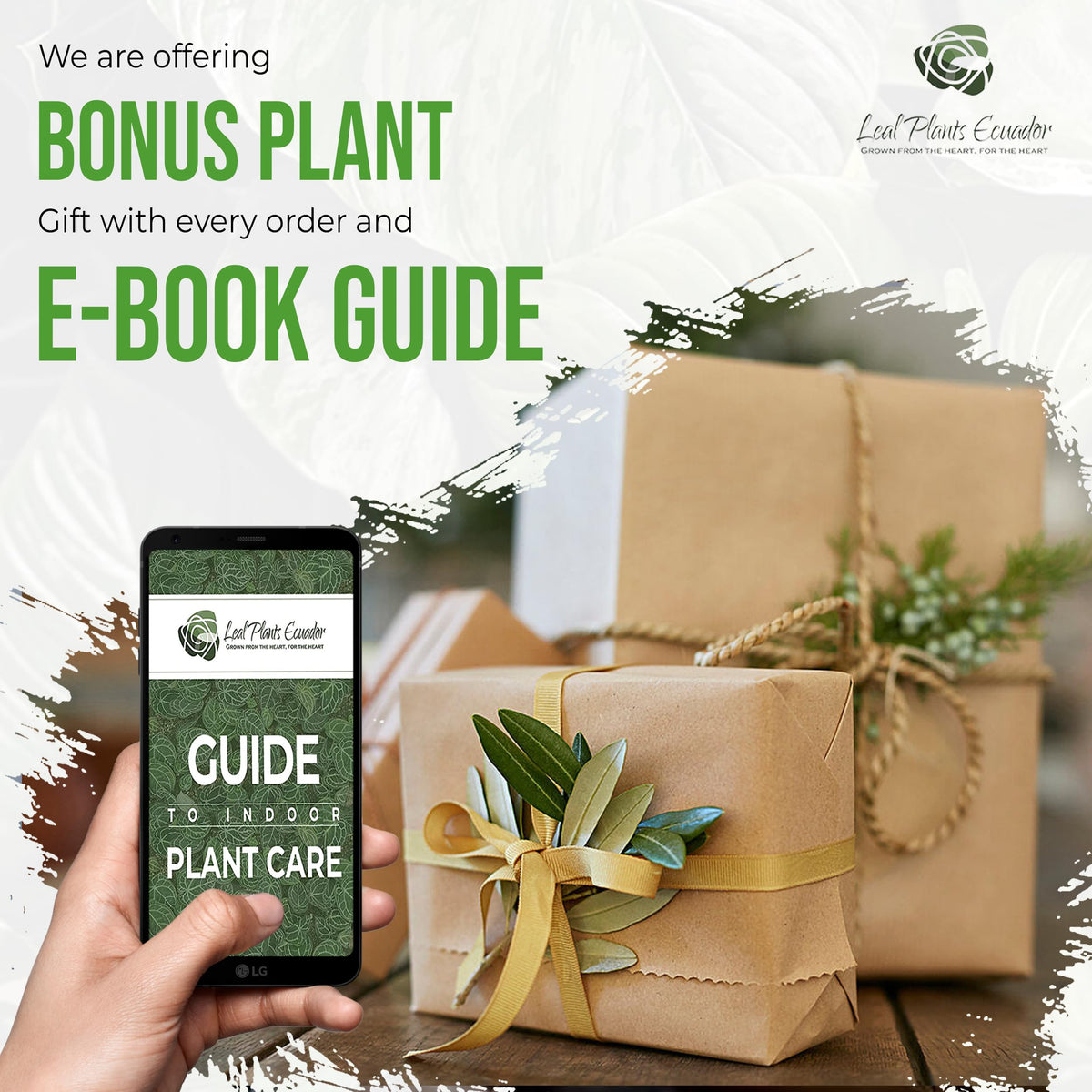LEAL PLANTS ECUADOR Philodendron Lemonades EC (Pack of 2)| Lemon Lime Philodendron Golden Pothos & Jade Plant | Live Indoor Houseplants for Air Purification & Home Décor