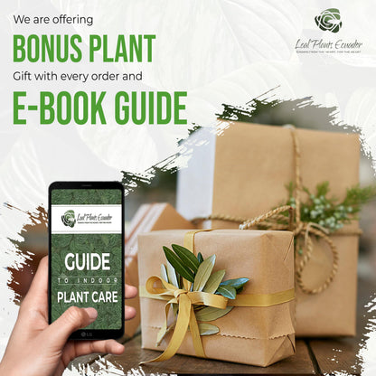 LEAL PLANTS ECUADOR Philodendron Lemonades EC (Pack of 2)| Lemon Lime Philodendron Golden Pothos & Jade Plant | Live Indoor Houseplants for Air Purification & Home Décor