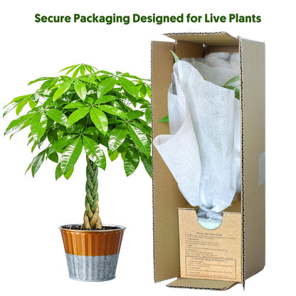 Live Plants Money Tree in 4" Gold-Gray Pot, Easy to Grow Houseplant, Indoor Bonsai, Home Office Decor, Birthday Housewarming Gift