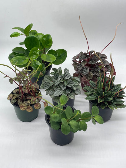BubbleBlooms Peperomia Assortment Set, 6 Different peperomias in 4 inch pots Grower's Choice May Include Watermelon, Marble, Ripple, Rosso