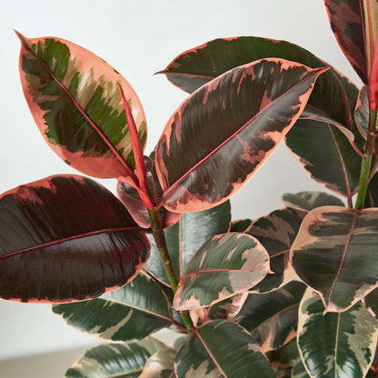 Ficus Elastica 'Ruby Pink' Live Plant for Indoor | Different Houseplants in 4'' & 6'' Pot | Real House Plant for Living Room, Office, Desk & Bathroom | Variegated Rubber Tree