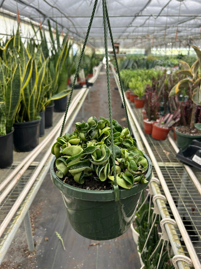 Hoya Hindu Rope Krinkle Curl-4" Pot/White Cyclinder - Live Plant Easy Care, Low Maintenance for Home Decor - Air Purification Houseplant
