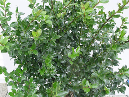 Ilex X meserveae 'Blue Princess' (Blue Holly) Evergreen, #2 - Size Container