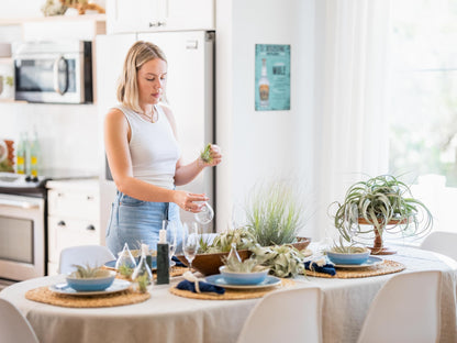 Air Plant Shop Fully Assembled Air Plant Cork Bark Displays - Wholesale and Bulk - Succulents - Live Tillandsia - Easy Care Indoor and Outdoor House Plants (Small)