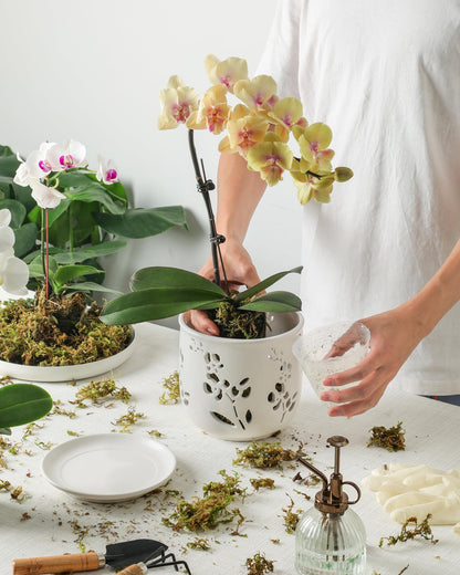 Fayoula Orchid Pot, 6.5 inch Large Orchid Pots with Holes for Healthy Growth and Easy Repotting, Premium Ceramic Orchid Planter for Indoor and Outdoor Use, (Note : Plant Not Included)