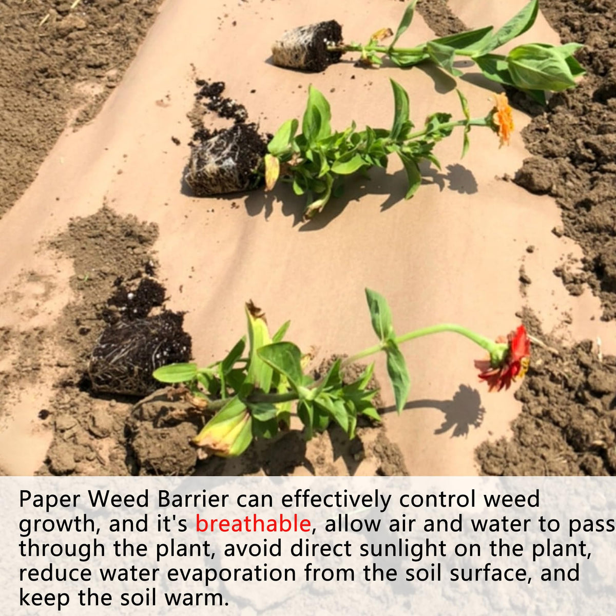 Biodegradable Weed Barrier, 4 x 100 Ft Heavy Duty Garden Paper Biodegradable Landscape Fabric Paper Garden Mulch Rolls Weed Barrier for Weeds, Paper Mulch Rolls Garden Paper for Outdoor Garden Lawn
