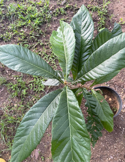 Big Loquat (Eriobotrya Japonica) Nispero Japones Live Tree(Japanese Plum) Plant (2-3ft)