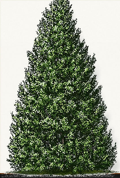 Live Plant - Foster Holly Shrub/Hedge - Live Potted Tree - 12-24" Tall Plant - Gallon Pot