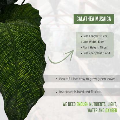 LEAL PLANTS ECUADOR Calathea Musaica Evergreen Live Indoor Plant| Calathea Network Prayer Plant |Natural Décor -Gift for Plant Lovers