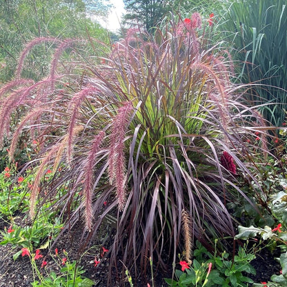 2 Grass Ornamental Grasses Seedlings, Live Grass Perennial Hardy Ornamental Plants, Outdoor Planting, 5-9" Tall (Purple Fountain)