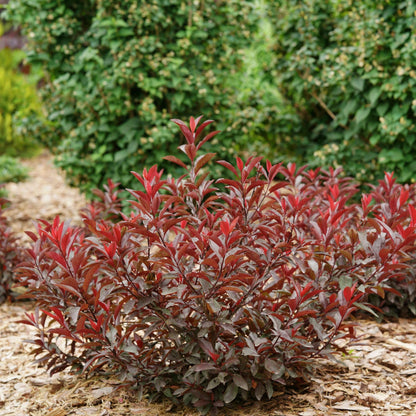 Proven Winners Stay Classy Purple Leaf Sand Cherry (Prunus x cistena) Live Plant, 4.5" Qt