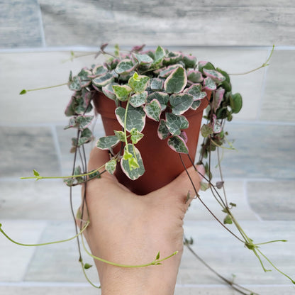 Rare Variegated String of Hearts - Ceropegia Woodii Variegata, Live Houseplants in 4" Pot by 3exoticgreen | Indoor Plants, Live Indoor Plants | Variegated Purple Hearts Plant