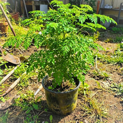 Live Moringa Oleifera Tree Plant, 2-3 Feet Tall, Established Malunggay Plant in 1 Gallon Pot, Fast-Growing Drumstick Tree