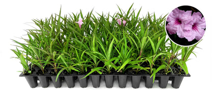 Katie's Dwarf Mexican Petunia Pink | 10 Live Plants | Ruellia brittoniana | Compact Flowering Perennial | Low Growing Pollinator Favorite for Walkways Borders Containers Landscaping
