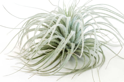 Jumbo Tectorum Ecuador Air Plant - Live Tillandsia Succulent House Plants - Available in Wholesale and Bulk - Home and Garden Decor - Easy Care Indoor/Outdoor Air Plants