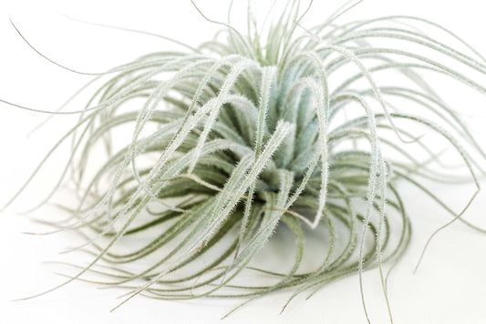 Jumbo Tectorum Ecuador Air Plant - Live Tillandsia Succulent House Plants - Available in Wholesale and Bulk - Home and Garden Decor - Easy Care Indoor/Outdoor Air Plants