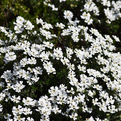Clovers Garden Candytuft (Iberis) Plants - Two (2) Live Plants – Non-GMO - Not Seeds - Each 4" to 8" Tall – in 4" Inch Pots – Perennial, Pollinator Favorite, Great for Edging & Rock Gardens