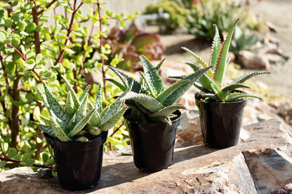 Live Aloe Plant Succulents, Succulents Plants Live in Potting Soil Mix, Potted Succulents Live Plants, Star Aloe Plants Live with Cacti Pots, Cactus Plants Live Succulent Plants by Plants for Pets