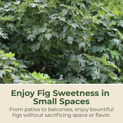Brown Turkey Fig Plant - Sweet Year Round Harvest in 1 Gal Growers Pot - Grows Upto 12-15' - Easy to Grow Fruit Trees for Pots and Gardens (1 Count)