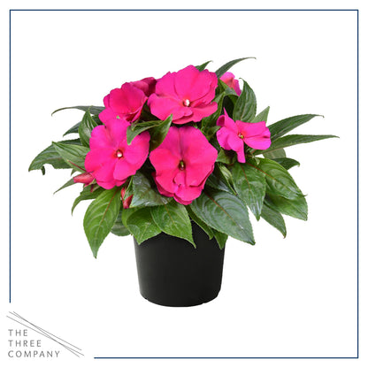 Live Flowering New Guinea Impatiens - Shades of Pink (3 Plants Per Pack) - Beautiful Shade Flowers - 12" Tall by 5" Wide in 1 Qt Pot