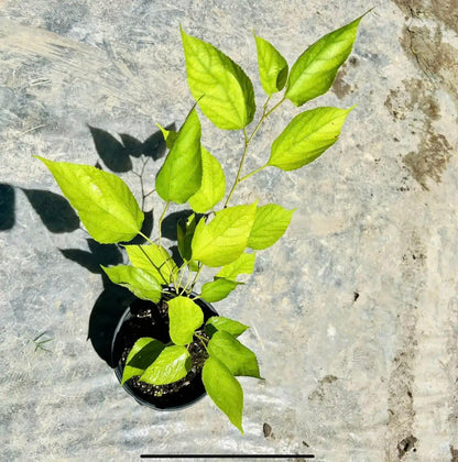 Live Plant - Mulberry (Morus) Tropical Fruit Tree 1’-2’