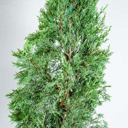 Italian Cypress 1-2'